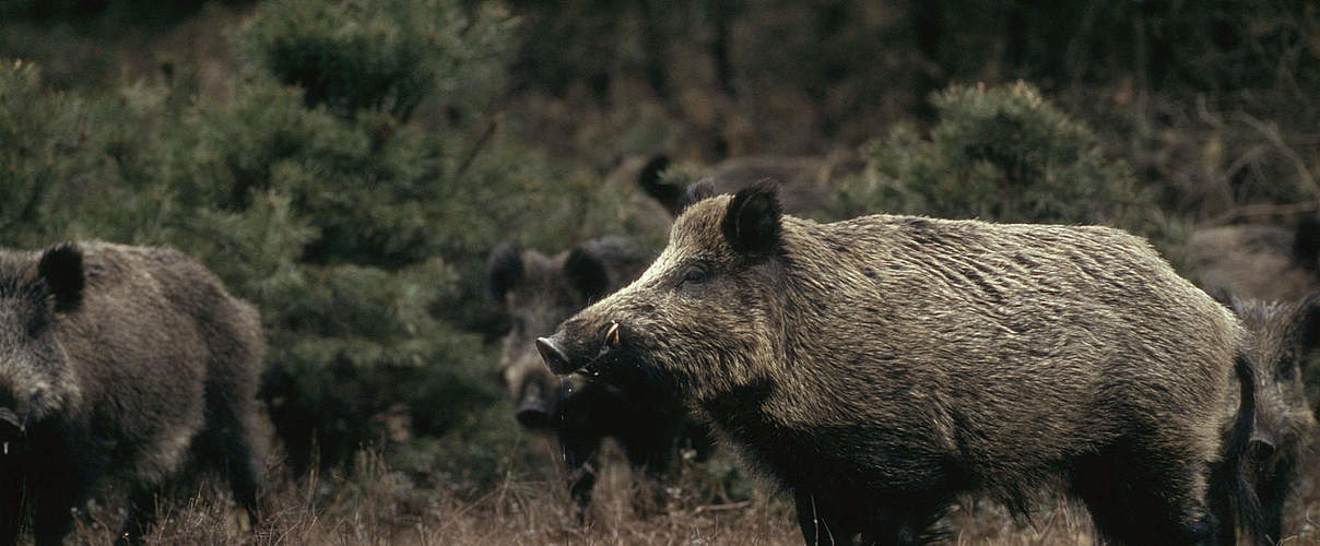 Wildschwein © Fred F. Hazelhoff / WWF