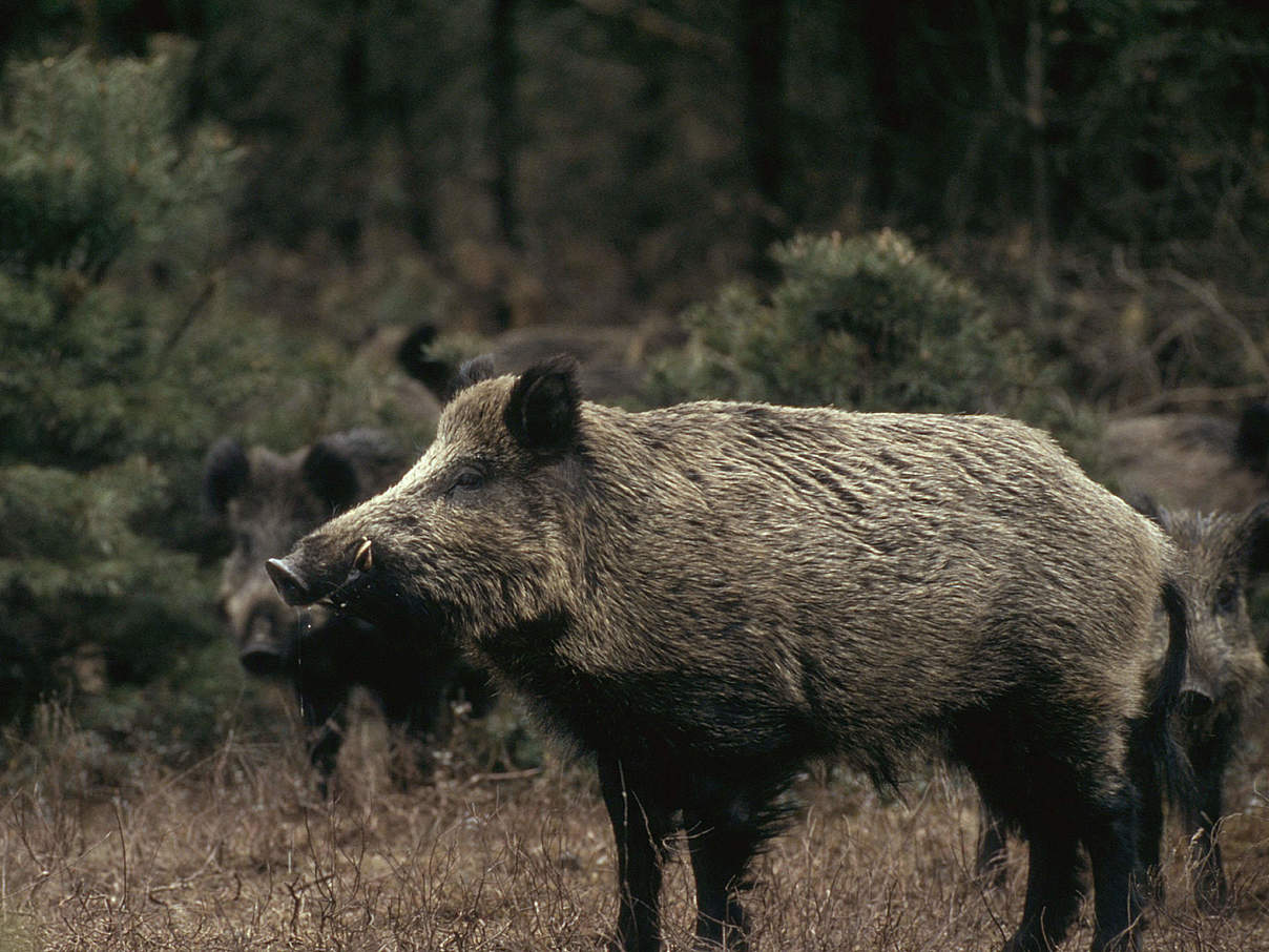 Wildschwein © Fred F. Hazelhoff / WWF