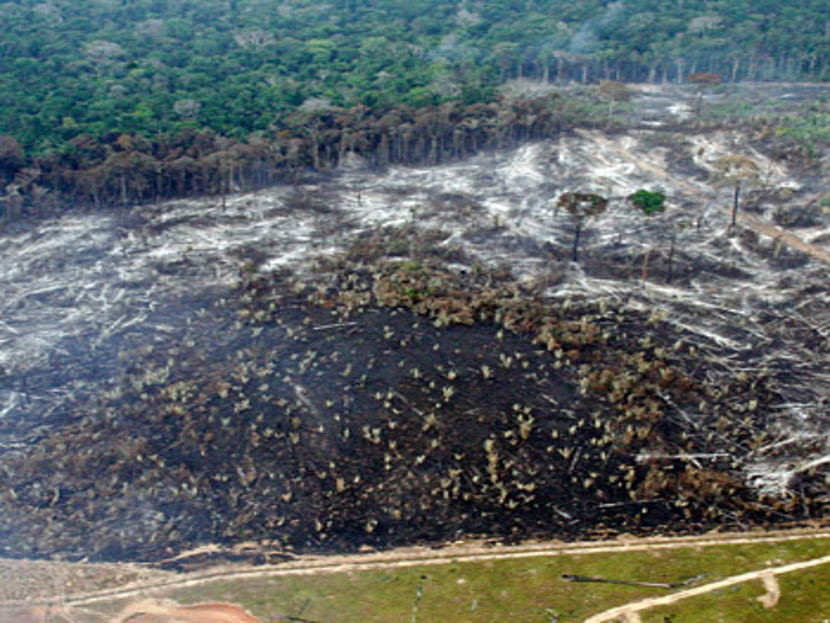 350 Deforestation Brazil c Juvenal Pereira WWF Brazil Entwaldung im brasilianischen Regenwald © Juvenal Pereira / WWF-Brazil