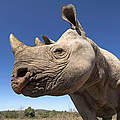 Spitzmaulnashorn © naturepl.com / MarK Carwardine / WWF