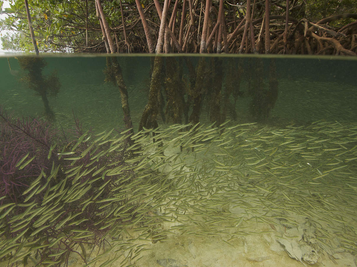 Fischschwarm in Mangroven © Tim Laman / naturepl.com / WWF