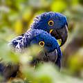 Auch die prächtigen Papageien im Cerrado sind durch die Abholzung bedroht © imago images / Leonardo Merçon/ VWPics