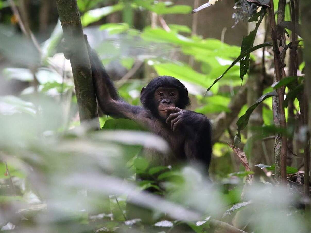 Für die Habituierung von Bonobos braucht es viel Geduld.