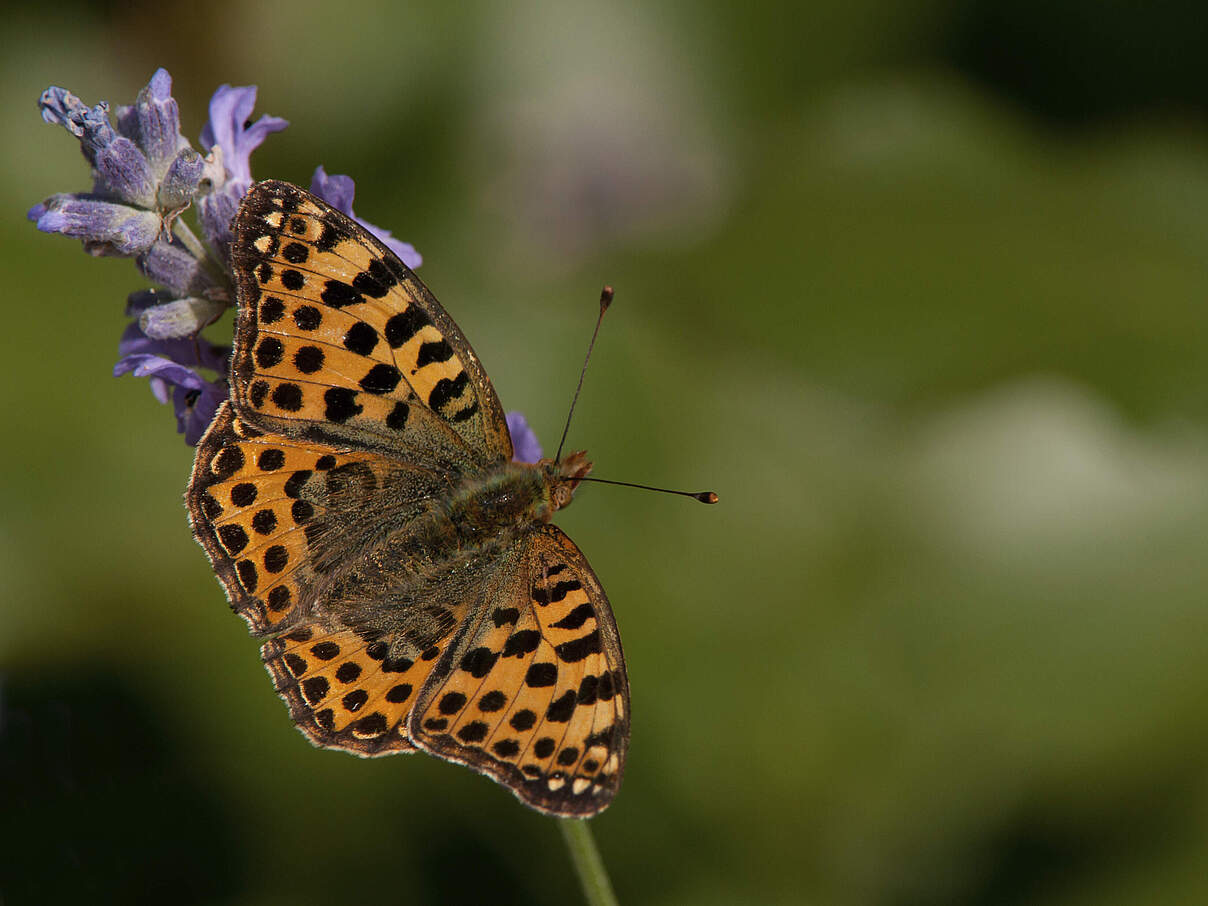Kleiner Perlmuttfalter