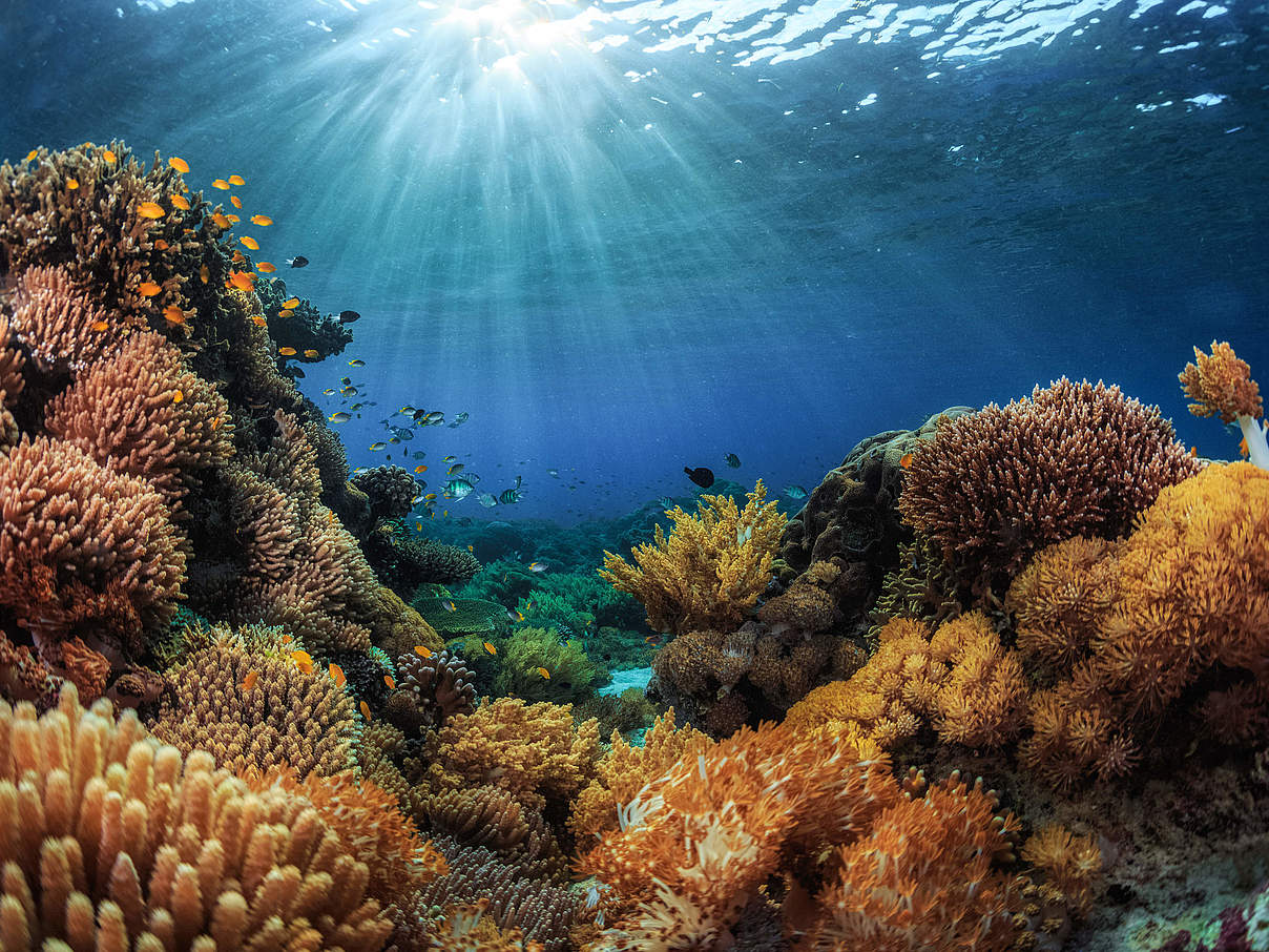 Korallen (Indonesien) © GettyImages