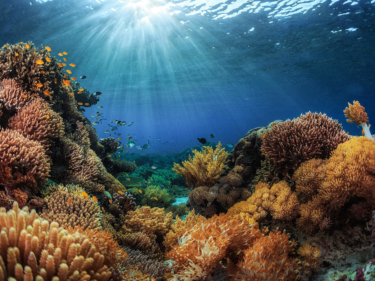 Korallen (Indonesien) © GettyImages Korallen (Indonesien) © GettyImages