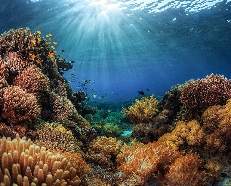 Korallen (Indonesien) © GettyImages