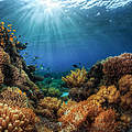 Korallen (Indonesien) © GettyImages
