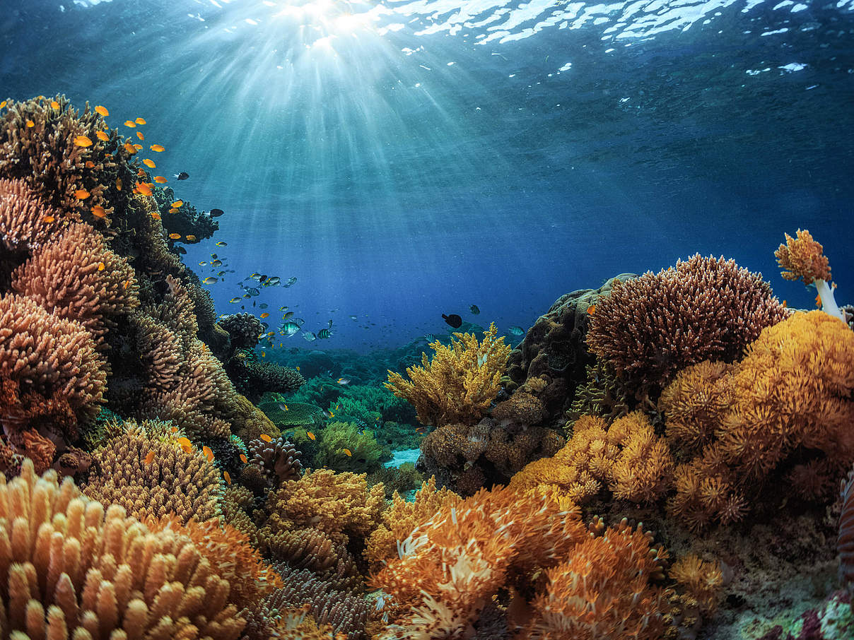 Korallen (Indonesien) © GettyImages