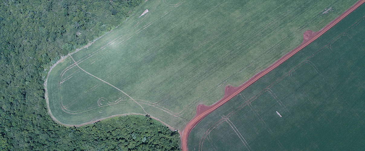 Waldzerstörung durch Sojaanbau und Viehzucht © Lucas Mongelos