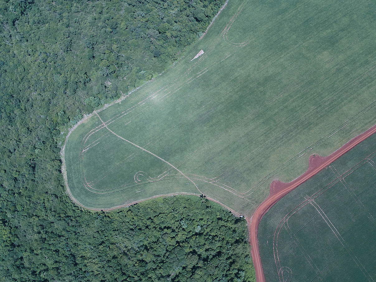 Waldzerstörung durch Sojaanbau und Viehzucht © Lucas Mongelos