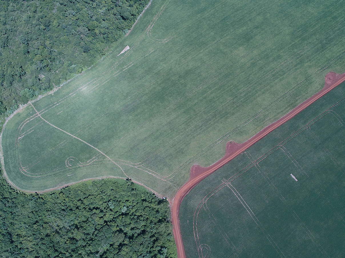 Waldzerstörung durch Sojaanbau und Viehzucht © Lucas Mongelos