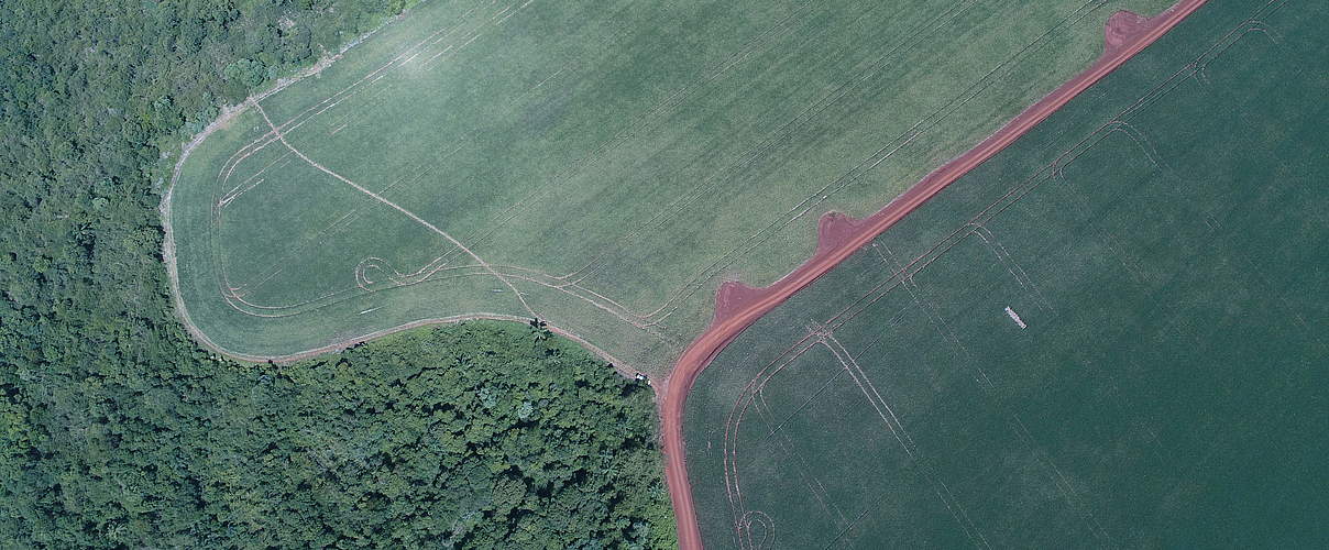 Waldzerstörung durch Sojaanbau und Viehzucht © Lucas Mongelos