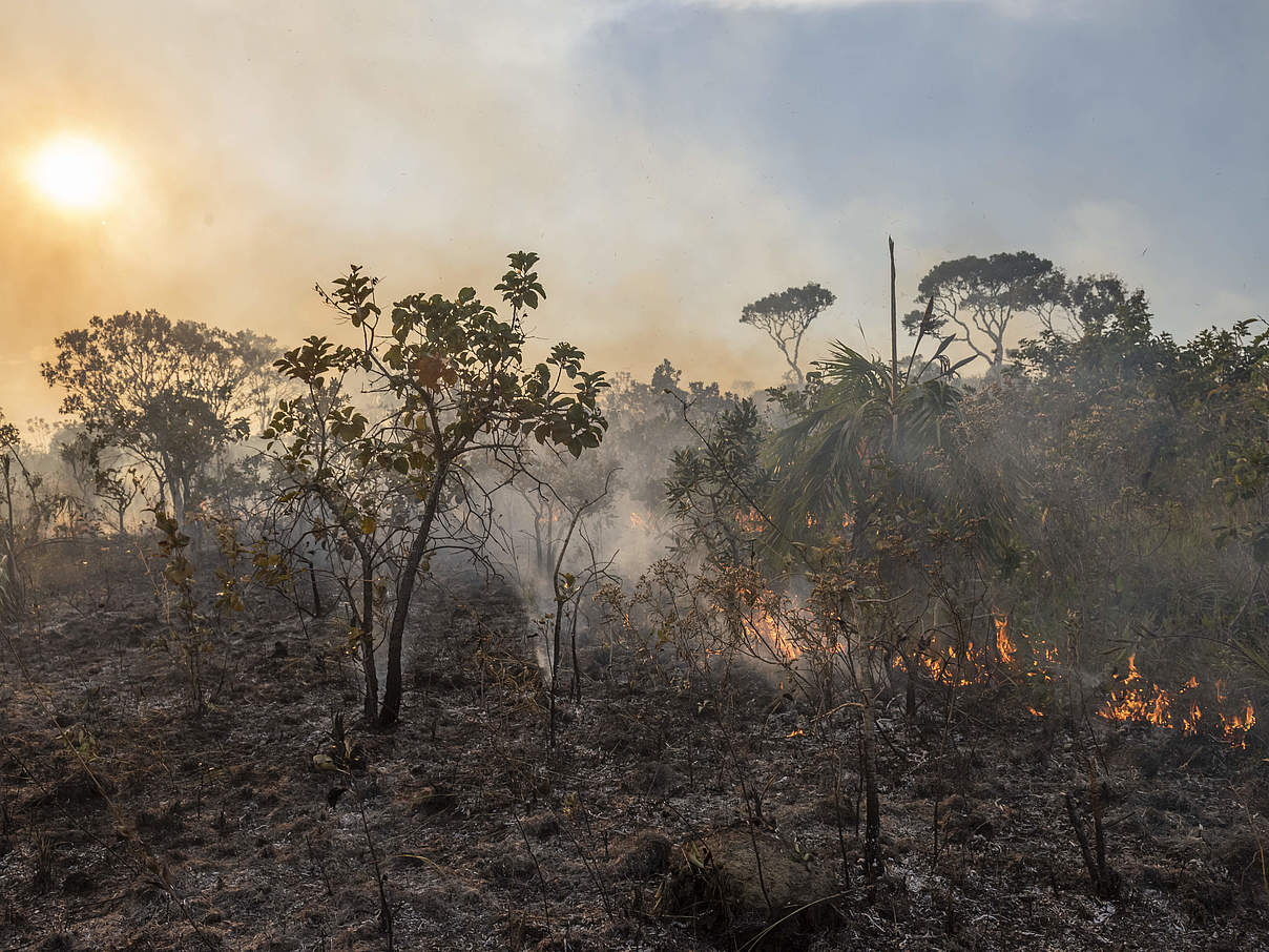 Der Cerrado brennt, meistens gelegte Feuer für die Sojaproduktion © Andre Dib / WWF-Brazil