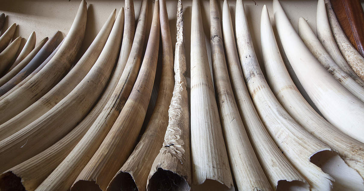 Der ElfenbeinDetektiv woher stammen die geschmuggelte WWF