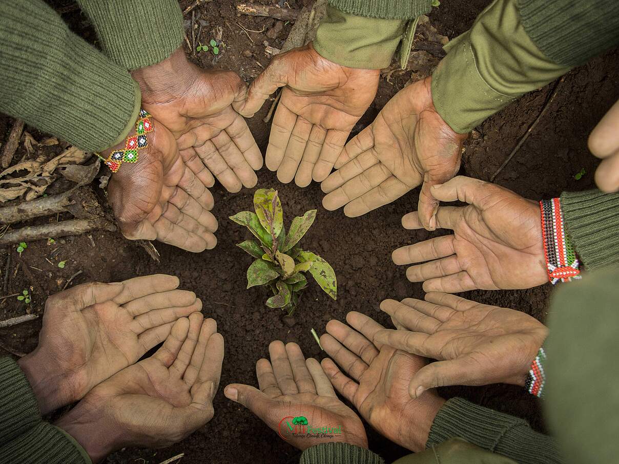 Dank der Gemeinschaft wird der Entarara-Wald wieder aufgeforstet © WWF Kenia