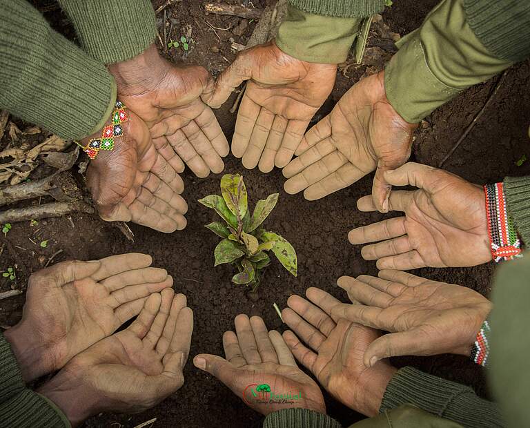 Dank der Gemeinschaft wird der Entarara-Wald wieder aufgeforstet © WWF Kenia