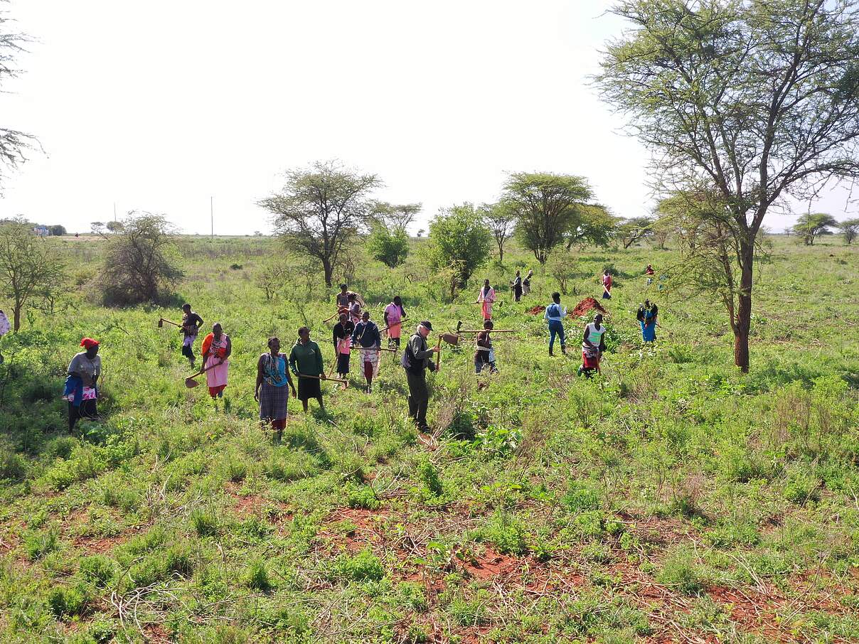 Gemeinsam gegen die Ipomea-Pflanze © Faith Tanui / WWF Kenia