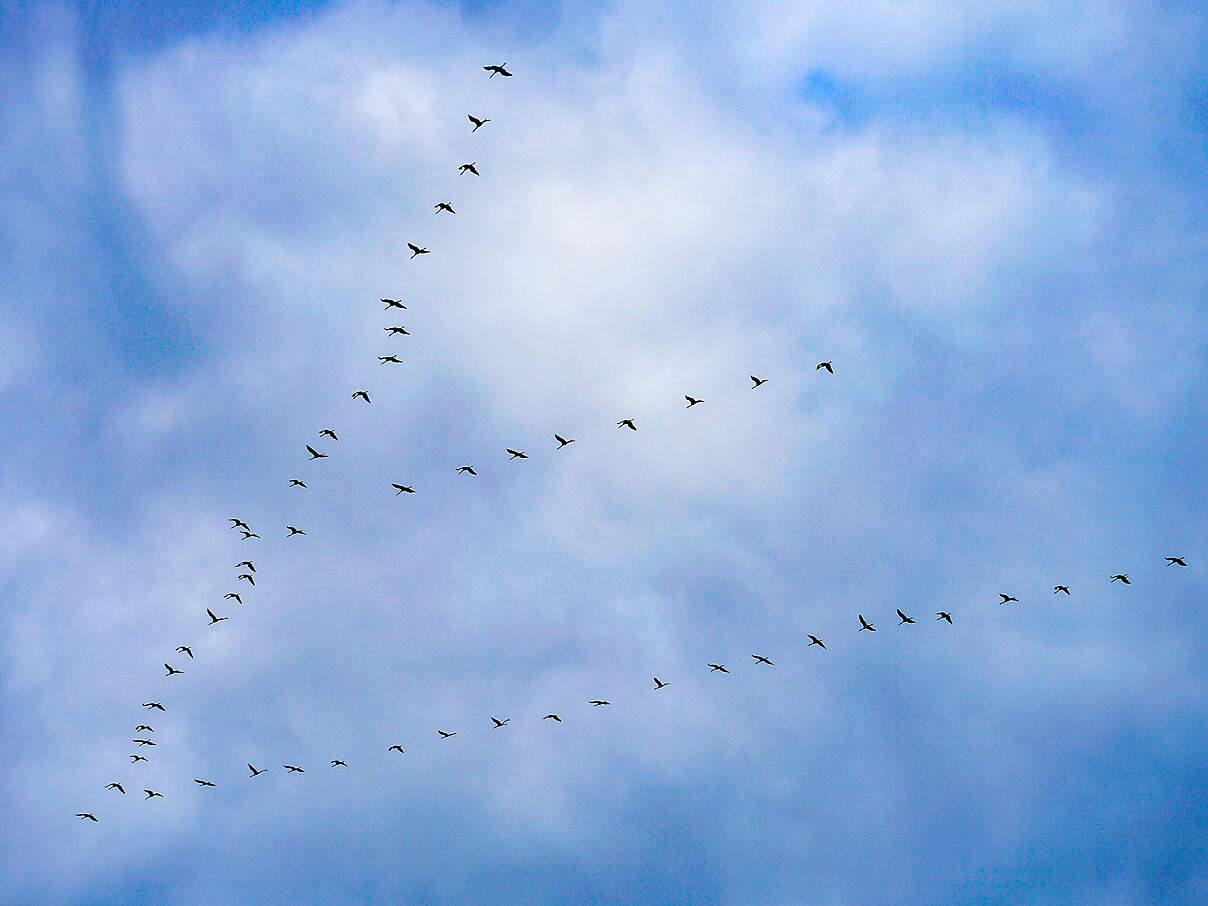 Kraniche in V-Formation am Himmel