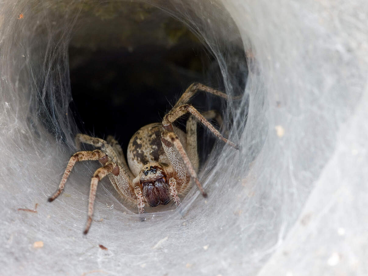 Labyrinthspinne in ihrem Trichternetz 