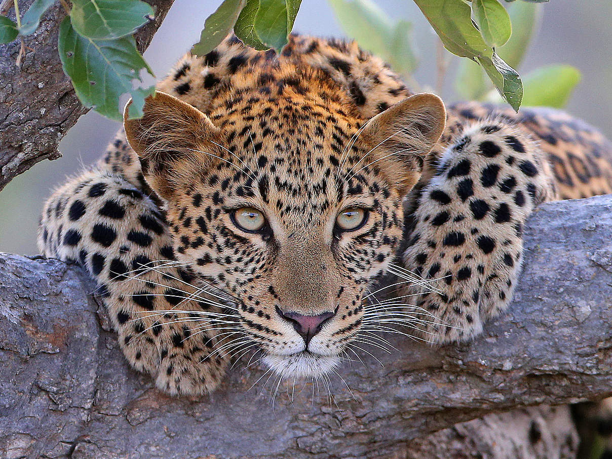 Leopard in Südafrika © Anthony Goldman