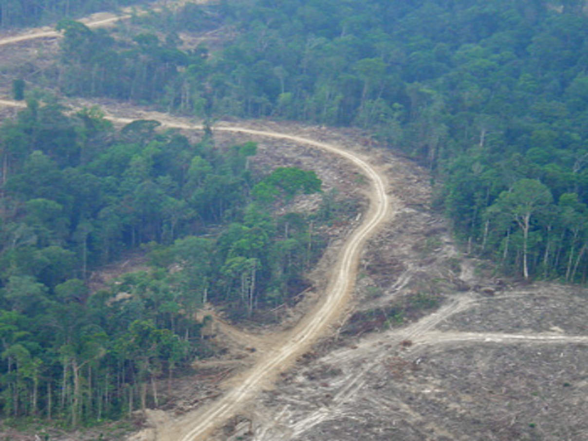 Zerstörung der Regenwälder auf Sumatra. © WWF
