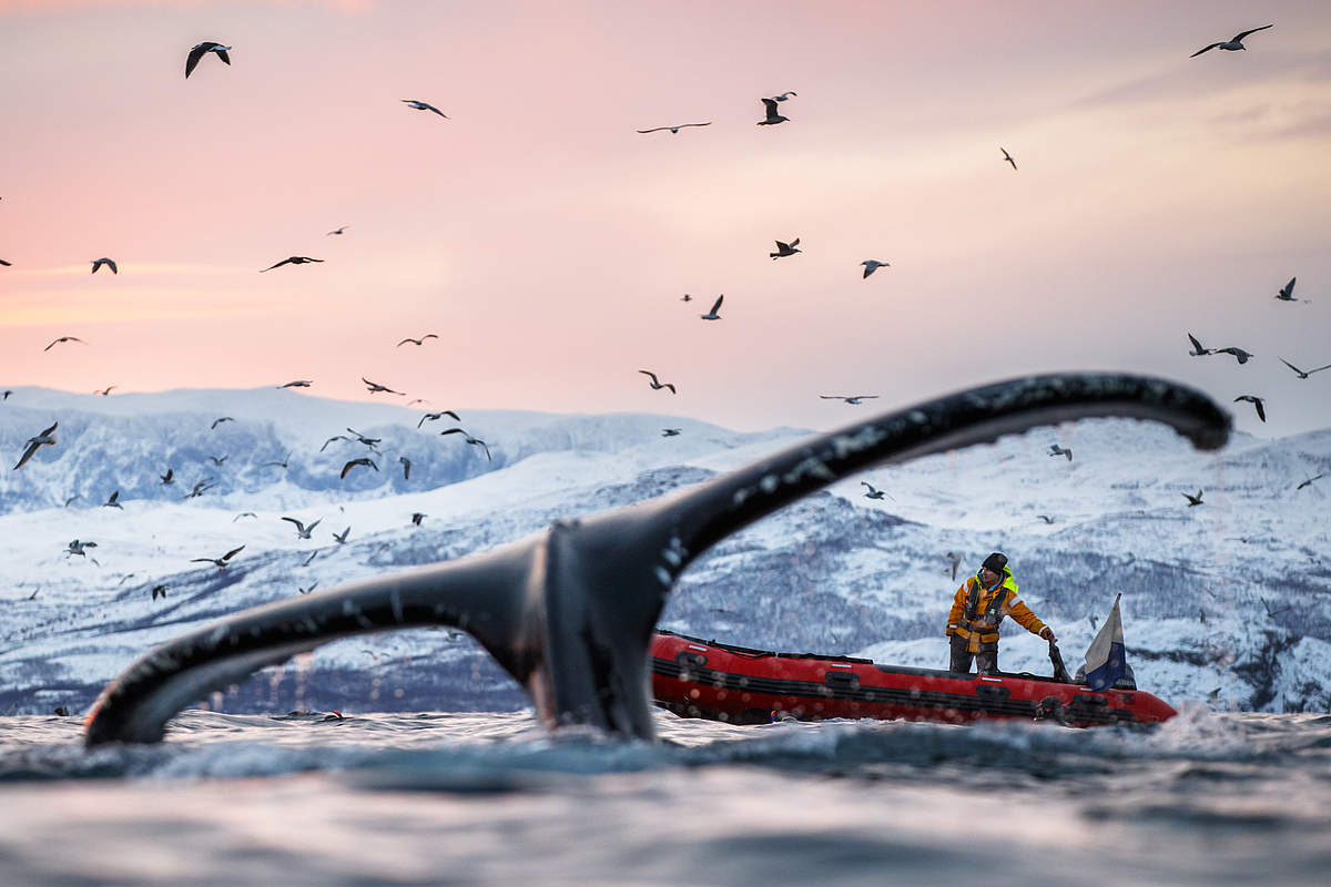 Hautnah: Ein abtauchender Buckelwal schwimmt ganz dicht an die 3 Taucher heran © naturepl.com/Espen Bergersen/WWF Hautnah: Ein abtauchender Buckelwal schwimmt ganz dicht an die 3 Taucher heran © naturepl.com/Espen Bergersen/WWF