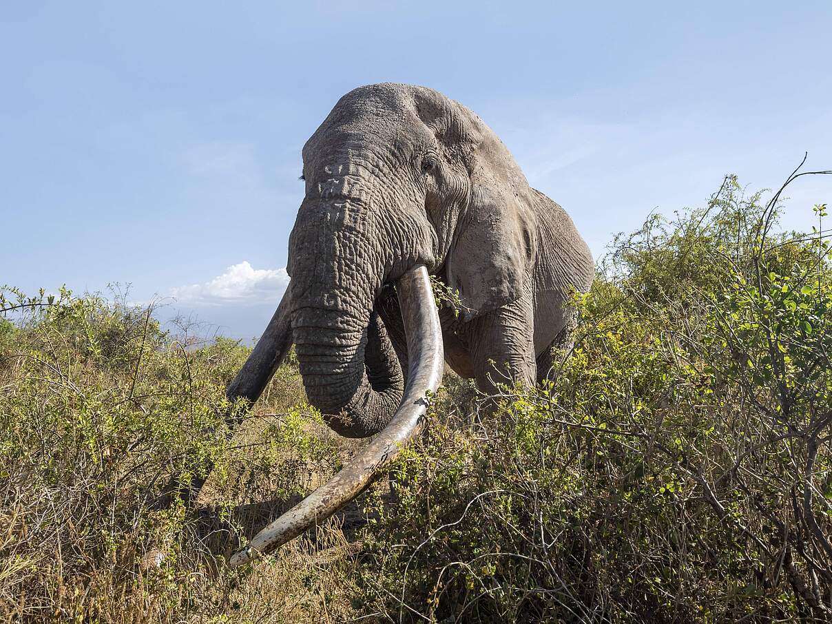 Afrikanischer Elefant (Loxodonta africana) frisst Blätter.