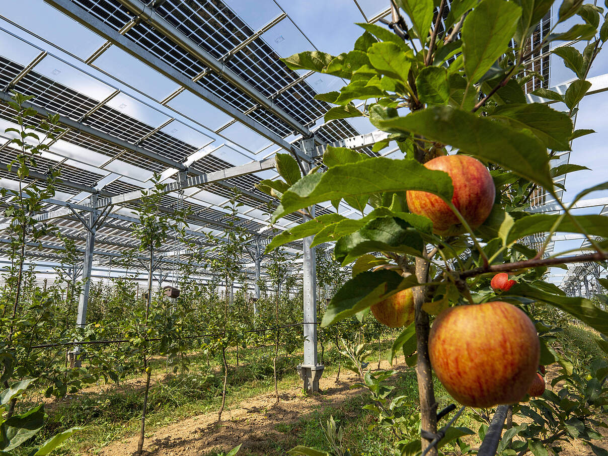 Agri-Photovoltaikanlage © Imago Images / Jochen Tack