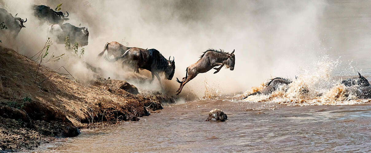 Gnus überqueren Mara Fluss 