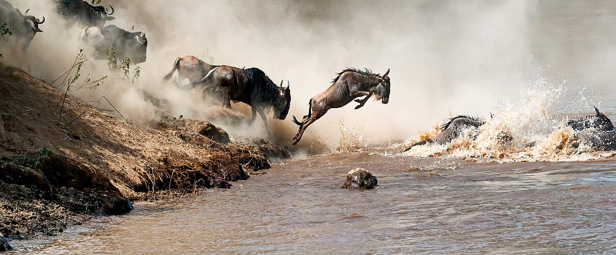 Gnus überqueren Mara Fluss 
