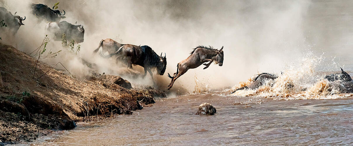 Gnus überqueren Mara Fluss 