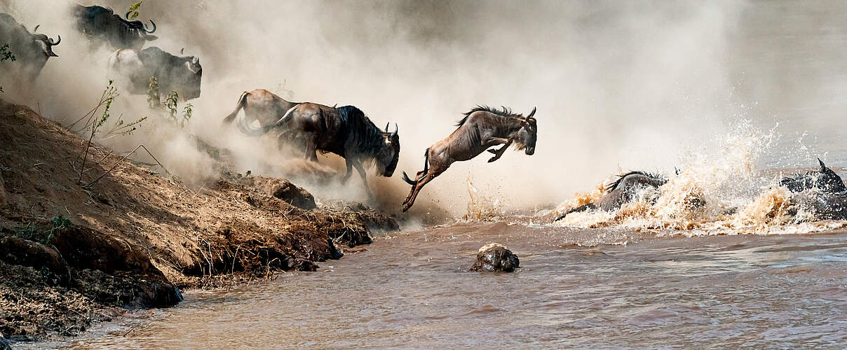 Gnus überqueren Mara Fluss 