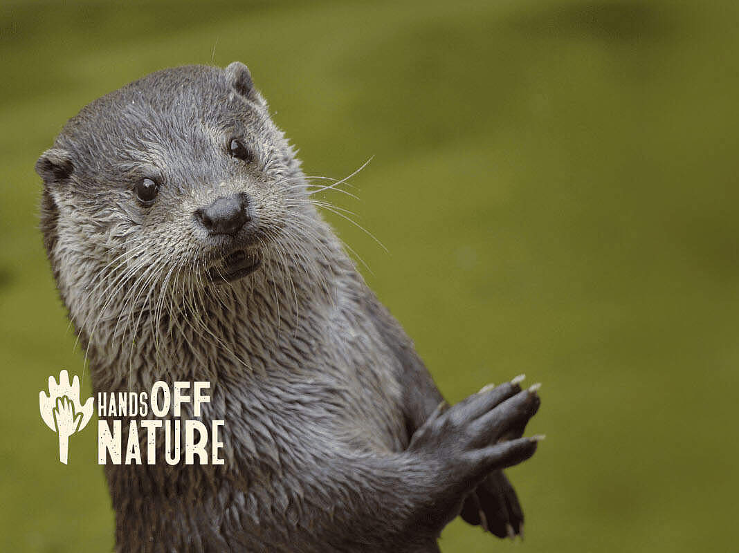 WWF-Aktion #HandsOffNature 