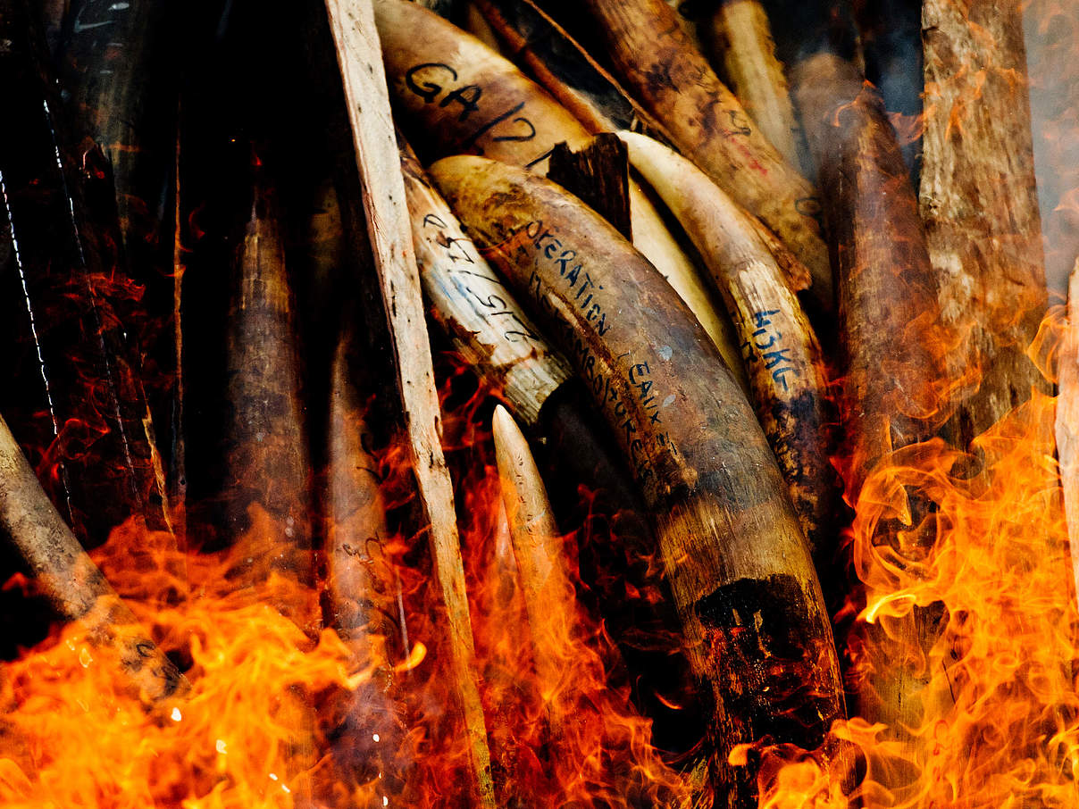 Illegal gewilderte Elefantenstoßzaehne © James Morgan / WWF