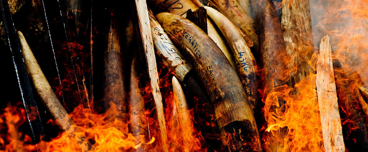 Illegal gewilderte Elefantenstoßzaehne © James Morgan / WWF