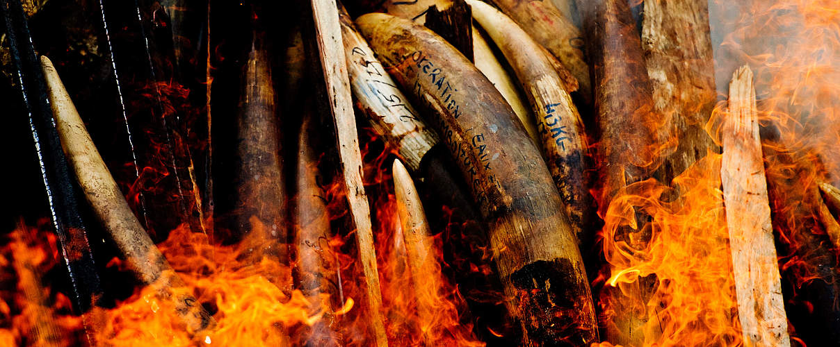 Illegal gewilderte Elefantenstoßzaehne © James Morgan / WWF