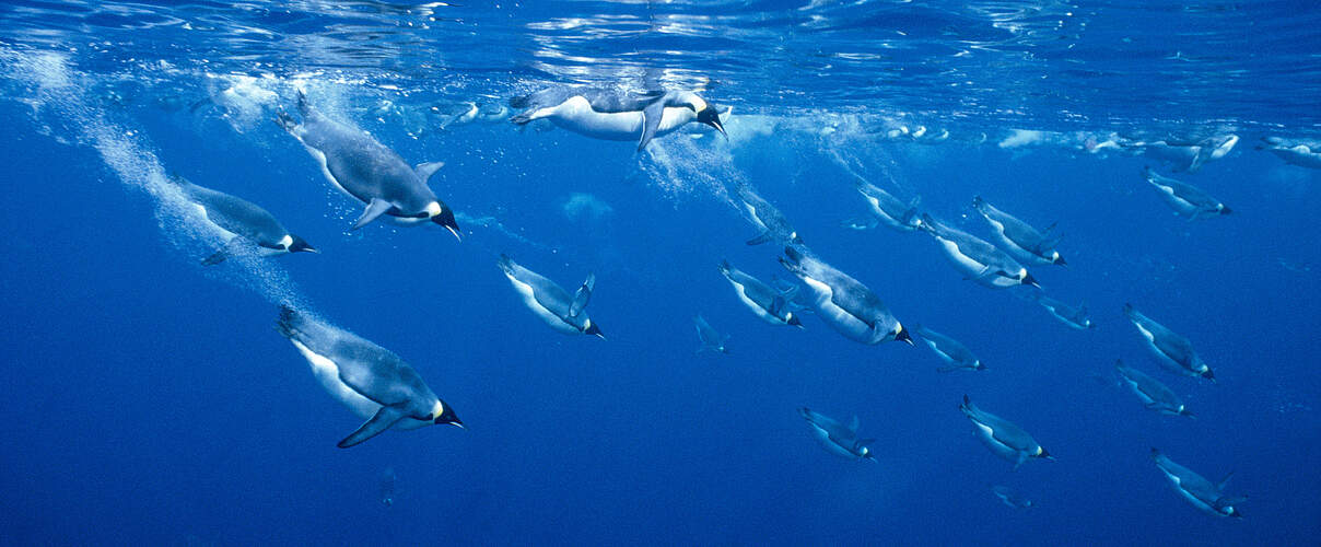 Kaiserpinguine tauchen 