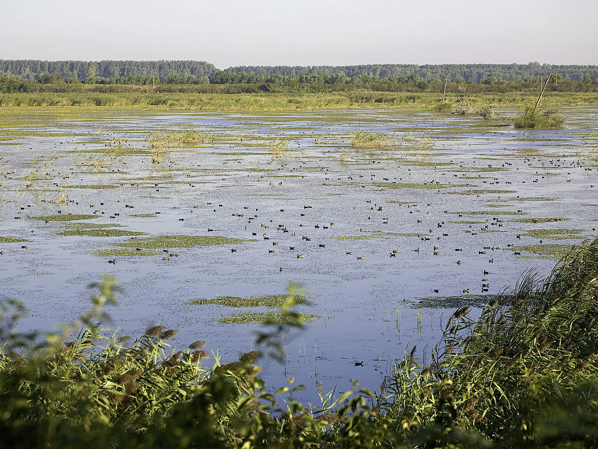 Feuchtgebiet an der Donau © Michel Gunther / WWF