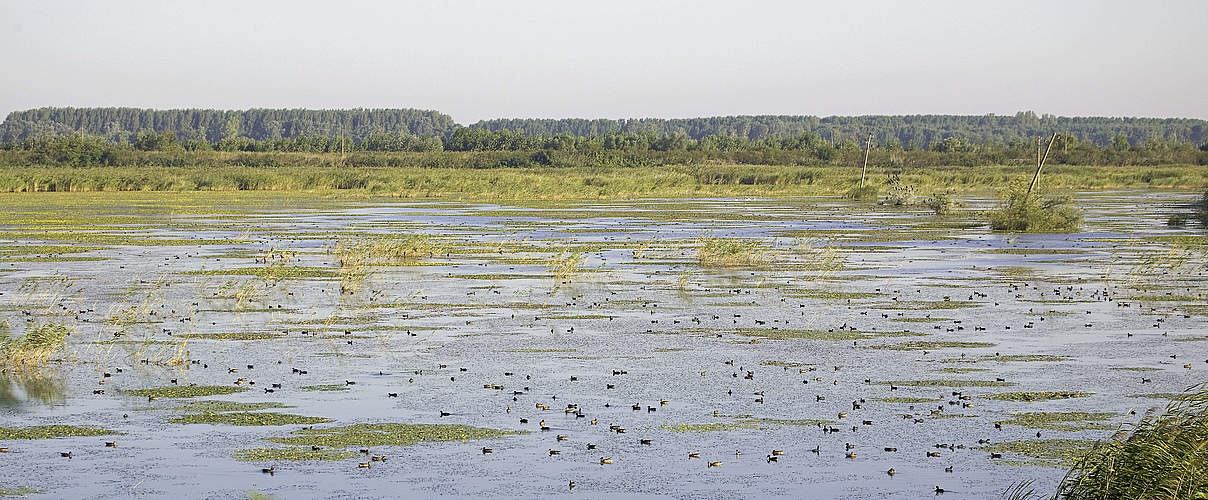 Feuchtgebiet an der Donau © Michel Gunther / WWF