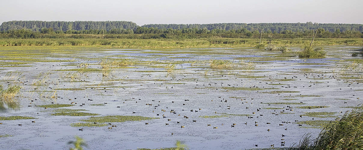 Feuchtgebiet an der Donau © Michel Gunther / WWF