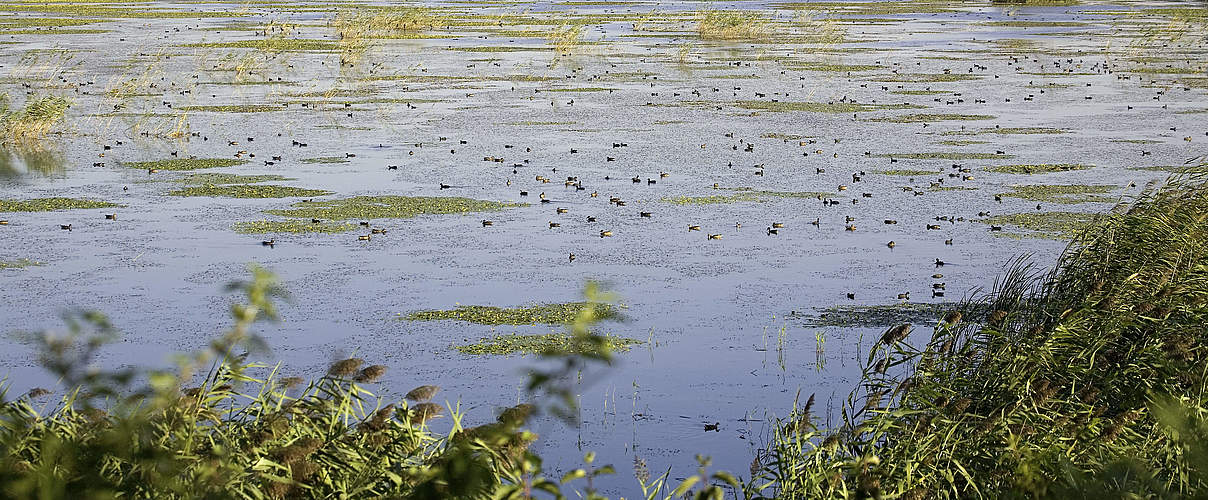 Feuchtgebiet an der Donau © Michel Gunther / WWF