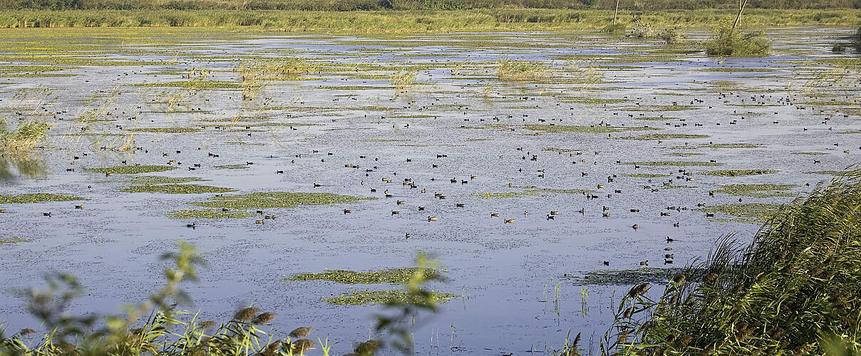 Feuchtgebiet an der Donau © Michel Gunther / WWF