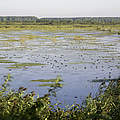 Feuchtgebiet an der Donau © Michel Gunther / WWF