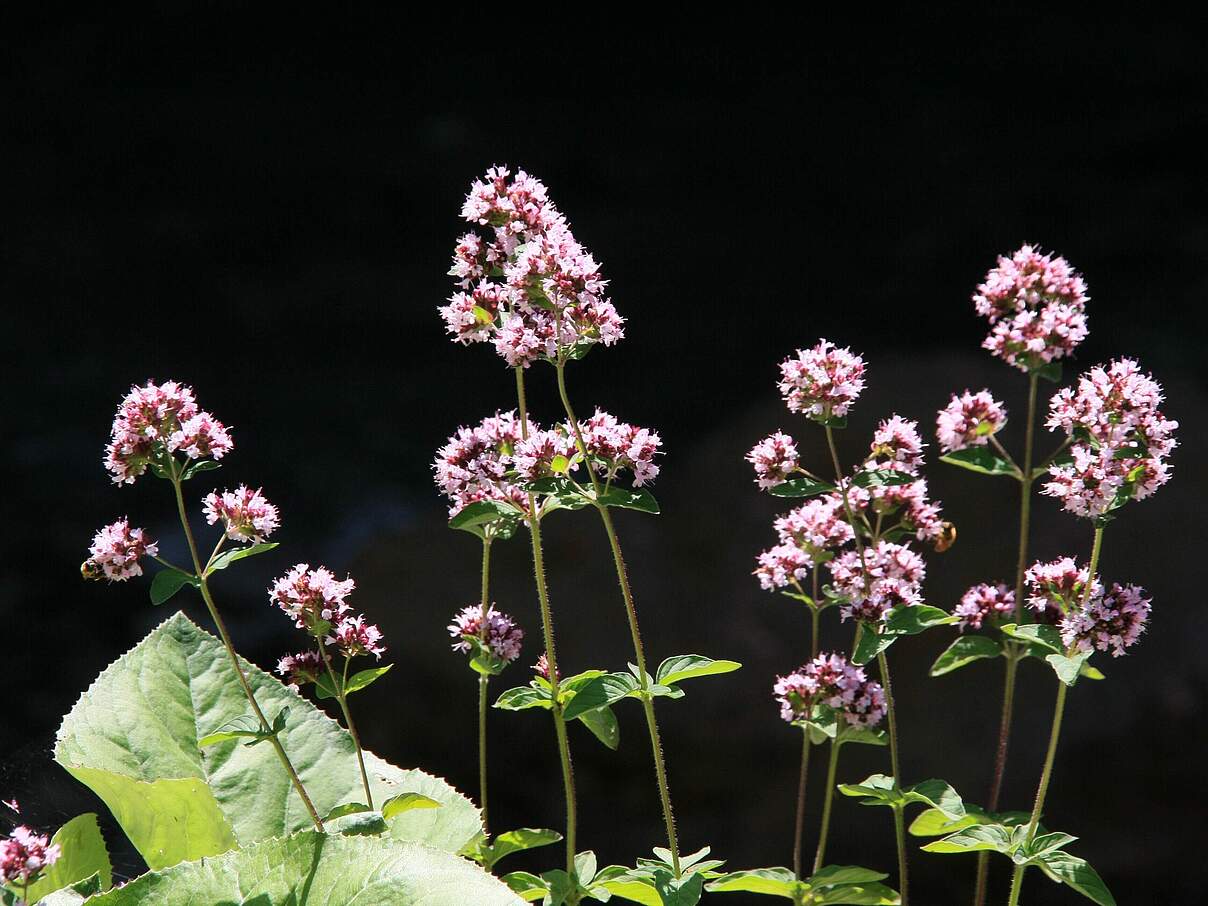 Dost, auch Oregano oder Wilder Majoran genannt 