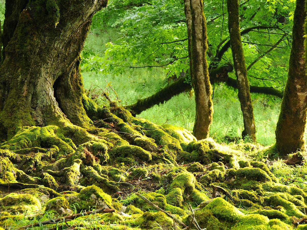 Abholzung bedroht Urwälder im Kaukasus © Aurel Heidelberg / WWF Deutschland