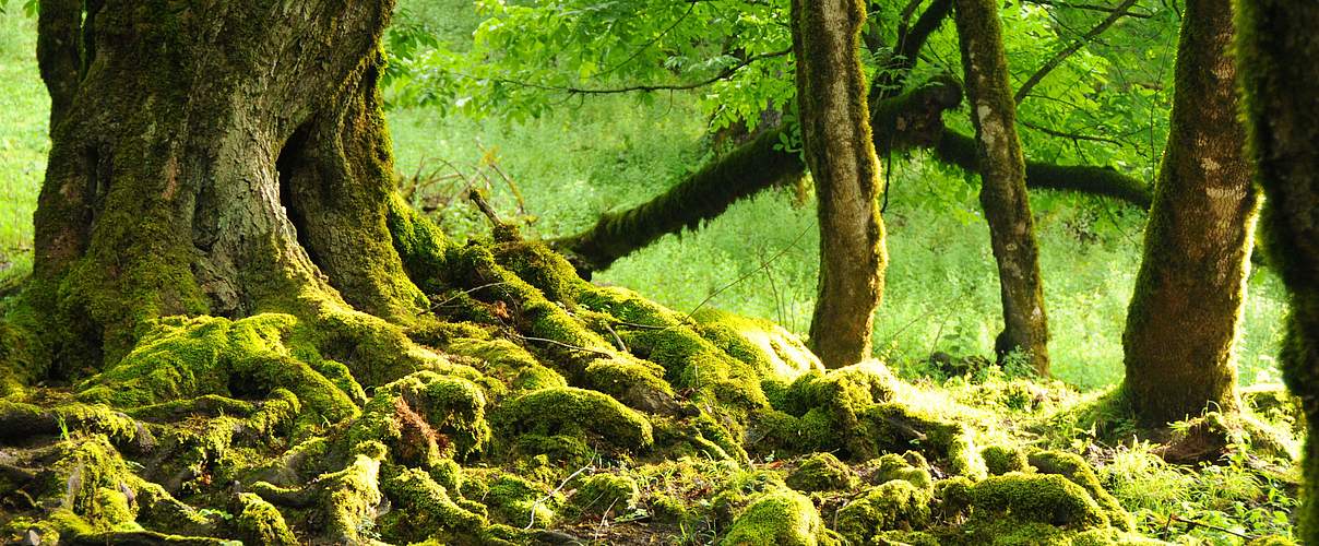 Abholzung bedroht Urwälder im Kaukasus © Aurel Heidelberg / WWF Deutschland