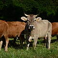 Rinder auf der Weide in Dettingen, Horb © Frank Gottwald