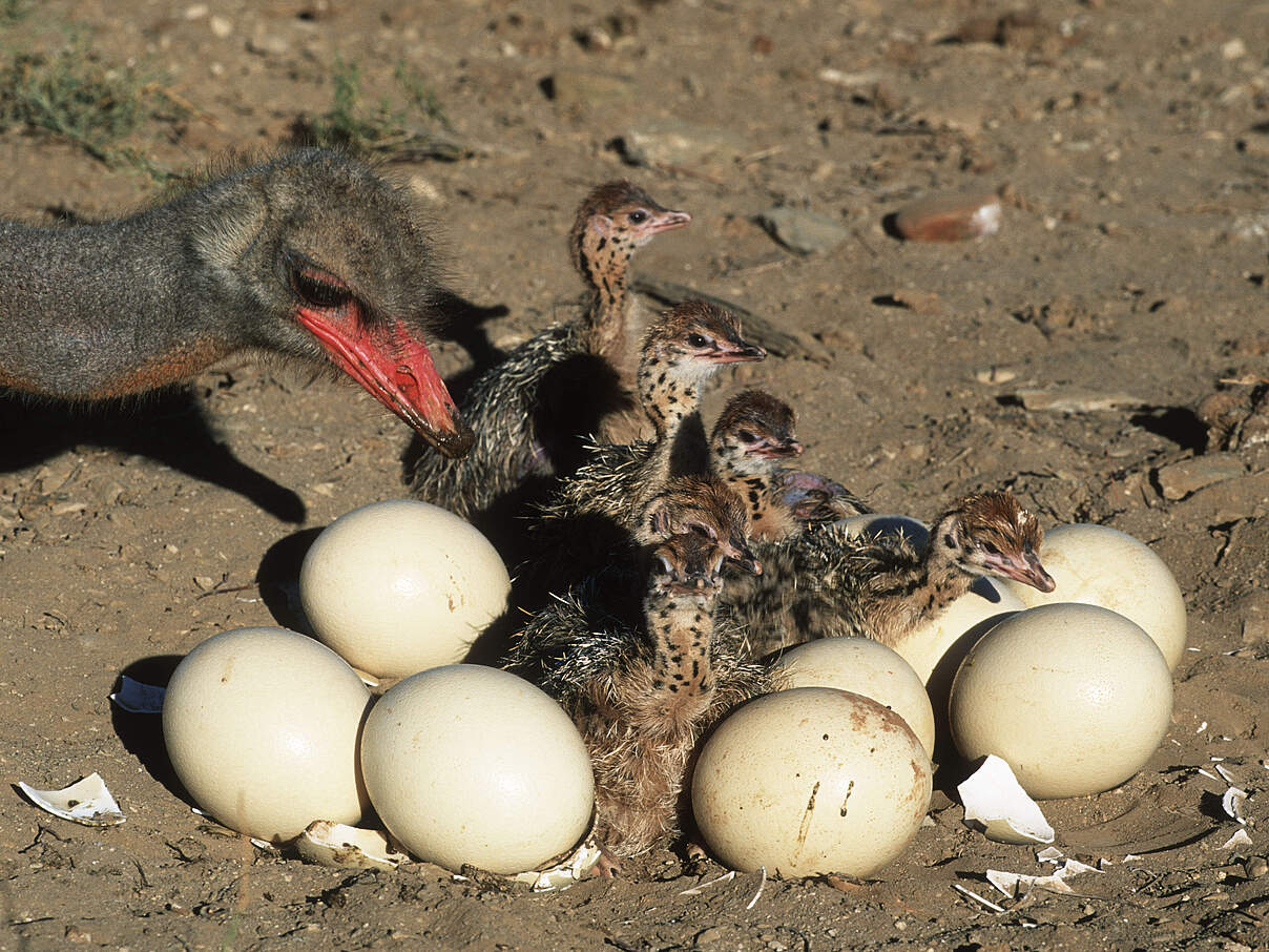 Vogelstrauss mit Nachwuchs im Nest