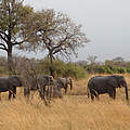 Afrikanische Elefanten © Claudia Marloh / WWF